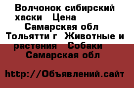 Волчонок сибирский хаски › Цена ­ 10 000 - Самарская обл., Тольятти г. Животные и растения » Собаки   . Самарская обл.